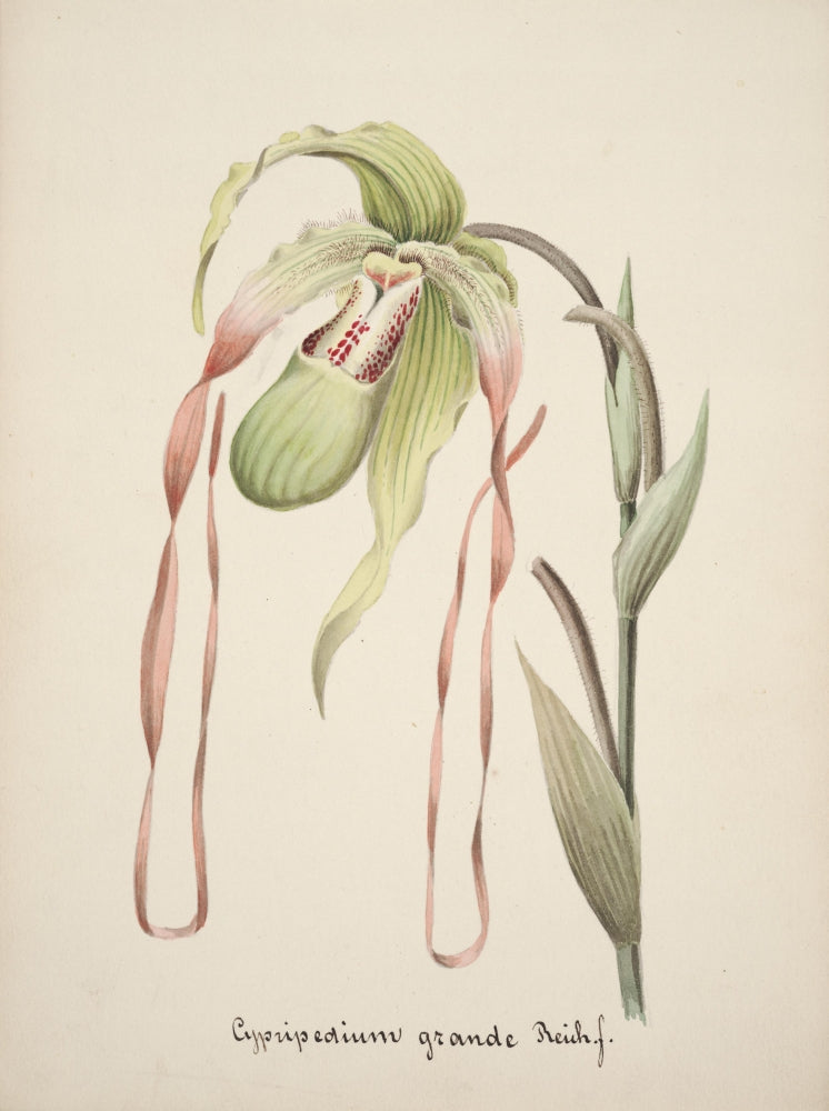 Collection d'Orchide c.1900 Cypripedium Grande poster print showcasing vibrant orchid details.