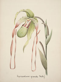 Collection d'Orchide c.1900 Cypripedium Grande poster print showcasing vibrant orchid details.
