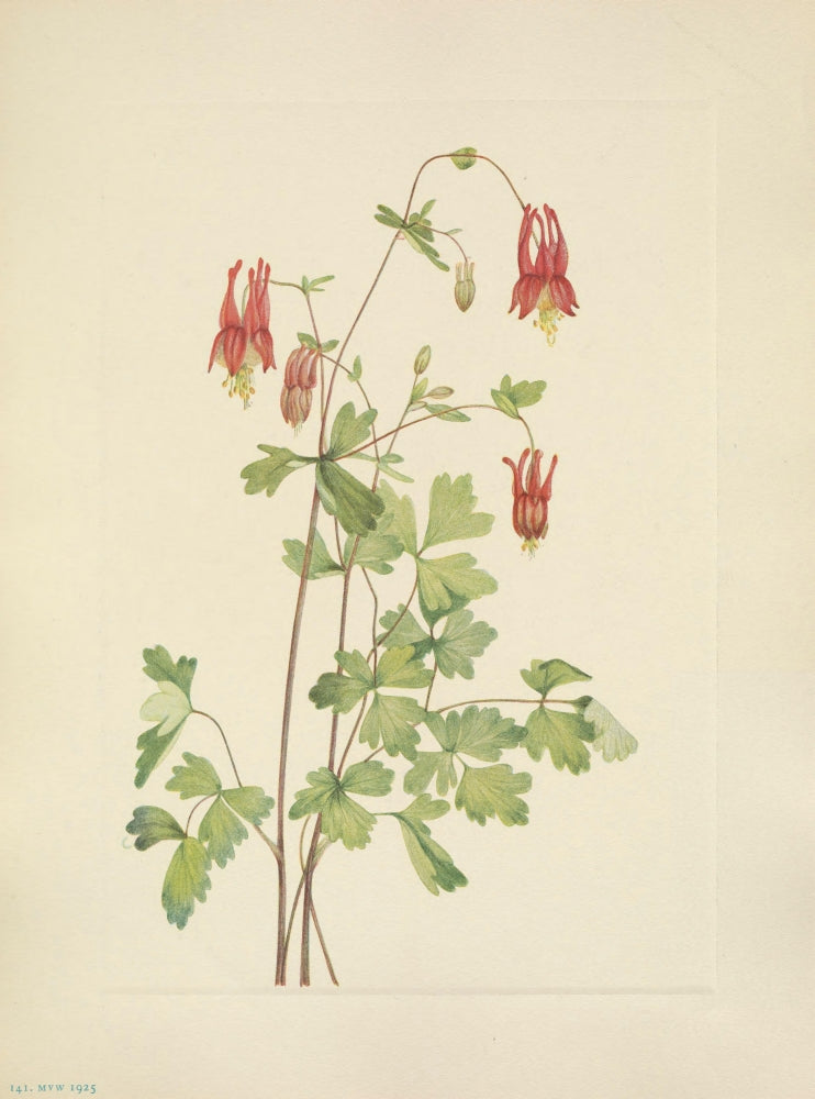 American Columbine Poster Print by Mary V. Walcott, featuring North American wildflowers.