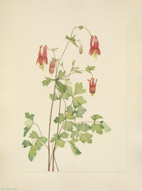 American Columbine Poster Print by Mary V. Walcott, featuring North American wildflowers.