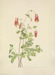 American Columbine Poster Print by Mary V. Walcott, featuring North American wildflowers.