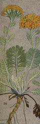 Alpine Flora 1911 Senecio Incanus Poster Print by Philippe Robert