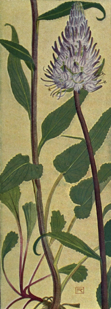 Alpine Flora 1911 Phyteuma Betonicaefolium Poster Print by Philippe Robert