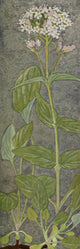 Alpine Flora 1911 Valeriana Montana Poster Print by Philippe Robert