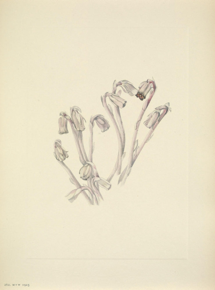 N. American Wild Flowers Indianpipe art print by Mary V. Walcott