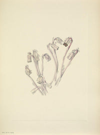 N. American Wild Flowers Indianpipe art print by Mary V. Walcott