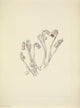 N. American Wild Flowers Indianpipe art print by Mary V. Walcott