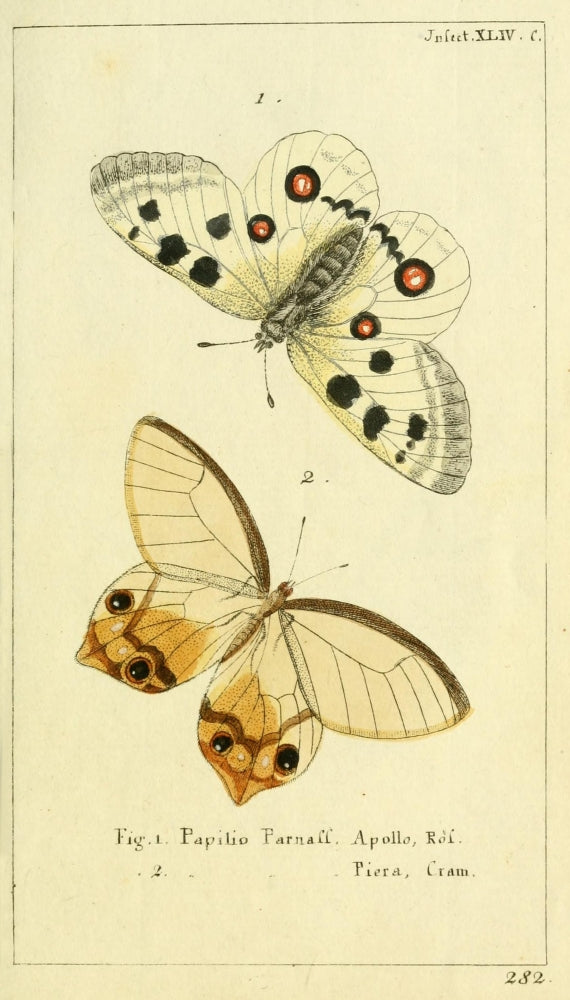 Naturgeschichte des Thierreichs 1780 Papilio Parnall Poster Print by Daniel Sotzmann