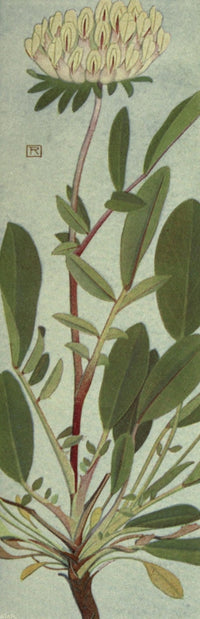 Alpine Flora 1911 Anthyllis Alpestris Poster Print by Philippe Robert