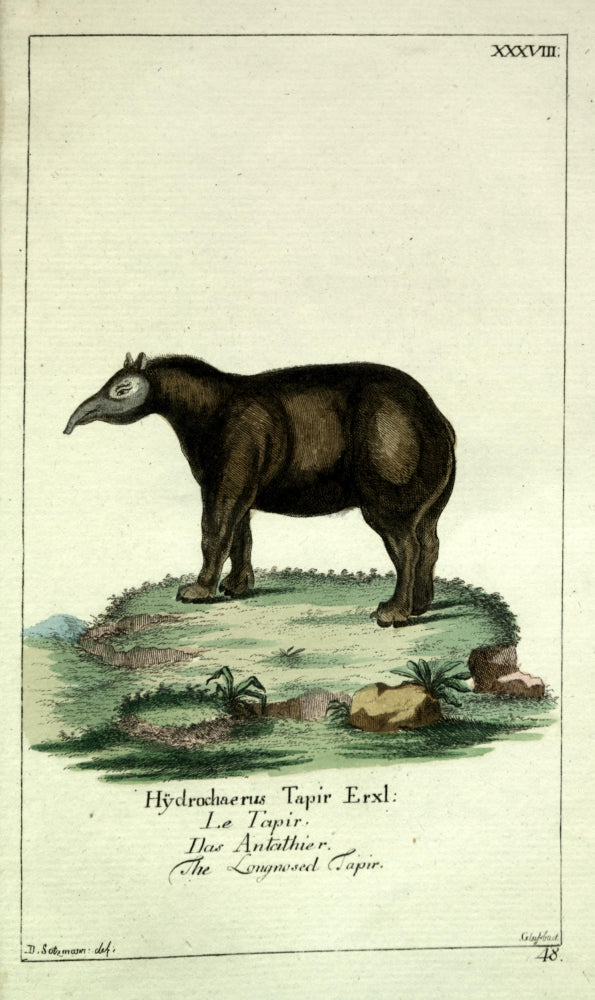 Naturgeschichte des Thierreichs 1780 Tapir Poster Print by Daniel Sotzmann