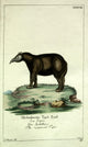 Naturgeschichte des Thierreichs 1780 Tapir Poster Print by Daniel Sotzmann