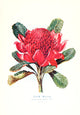 Australian Flora in Applied Art 1915 Waratah Poster Print displaying vibrant colors and intricate details.