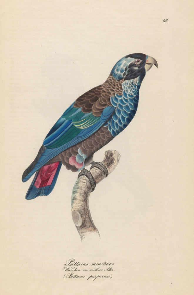 Monographie der Papergeien 1842 Poster Print showcasing vintage paper birds.