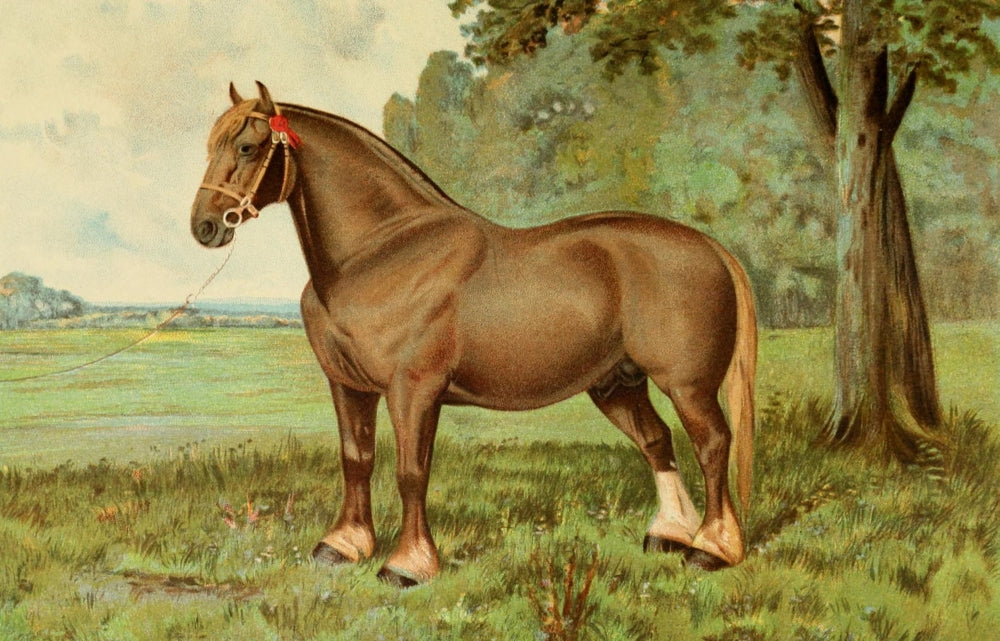 The Horse 1906 Suffolk Stallion Ruler Poster Print