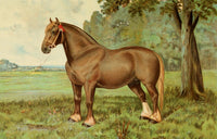 The Horse 1906 Suffolk Stallion Ruler Poster Print