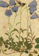 Alpine Flora Campanula Pusilla Poster Print by Philippe Robert (1911)