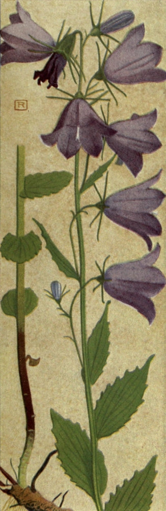 Alpine Flora 1911 Campanula Rhomboidalis Poster Print by Philippe Robert