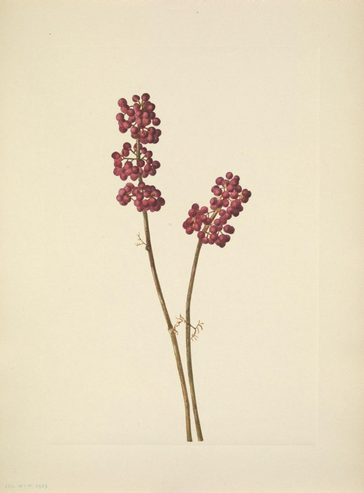 N. American Wild Flowers Beautyberry Poster Print by Mary V. Walcott