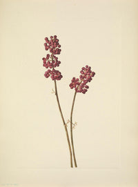 N. American Wild Flowers Beautyberry Poster Print by Mary V. Walcott