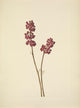N. American Wild Flowers Beautyberry Poster Print by Mary V. Walcott
