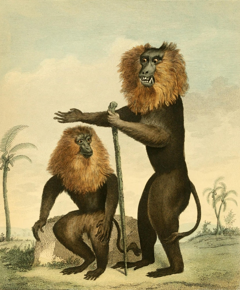 Musei Leveriani 1792 Lion-tailed Monkey Poster Print by Charles R. Ryley