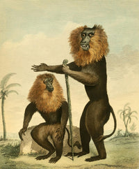 Musei Leveriani 1792 Lion-tailed Monkey Poster Print by Charles R. Ryley