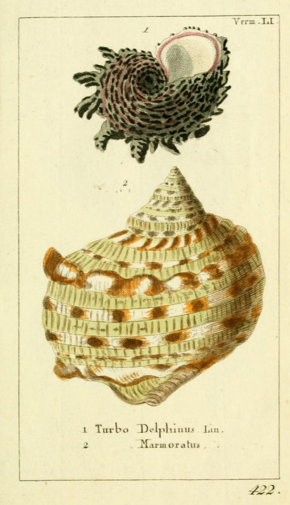 Naturgeschichte des Thierreichs 1780 Shells Turbo Poster Print by Daniel Sotzmann
