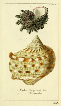 Naturgeschichte des Thierreichs 1780 Shells Turbo Poster Print by Daniel Sotzmann