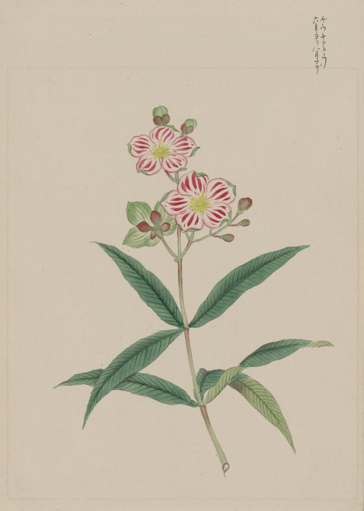 Five Petal Red-on-White Blossoms fine art print c.1870