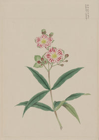 Five Petal Red-on-White Blossoms fine art print c.1870