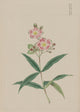 Five Petal Red-on-White Blossoms fine art print c.1870