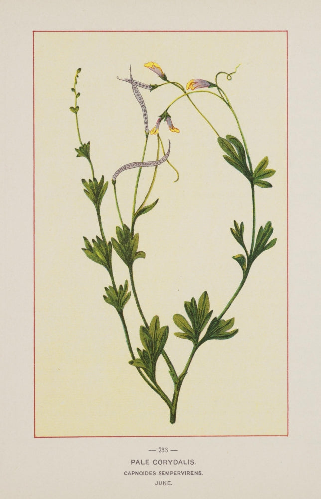 Wild Flowers of America 1894 Pale Corydalis Poster Print showcasing delicate floral beauty.
