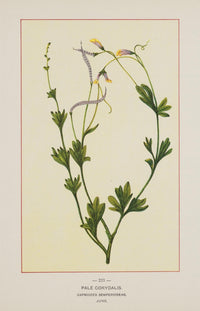 Wild Flowers of America 1894 Pale Corydalis Poster Print showcasing delicate floral beauty.
