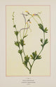 Wild Flowers of America 1894 Pale Corydalis Poster Print showcasing delicate floral beauty.
