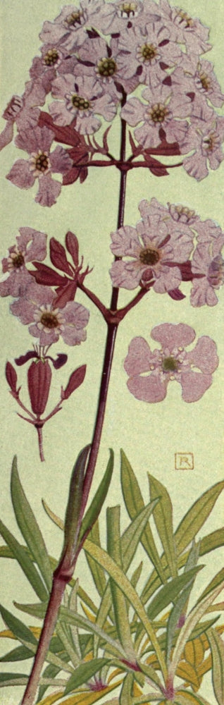 Alpine Flora 1911 Lychnis Viscaria Poster Print by Philippe Robert