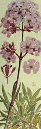 Alpine Flora 1911 Lychnis Viscaria Poster Print by Philippe Robert