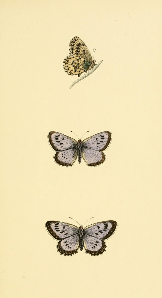 History of British Butterflies 1853 Large Blue Poster Print showcasing intricate butterfly illustrations.