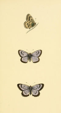History of British Butterflies 1853 Large Blue Poster Print showcasing intricate butterfly illustrations.