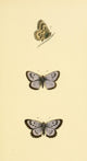 History of British Butterflies 1853 Large Blue Poster Print showcasing intricate butterfly illustrations.
