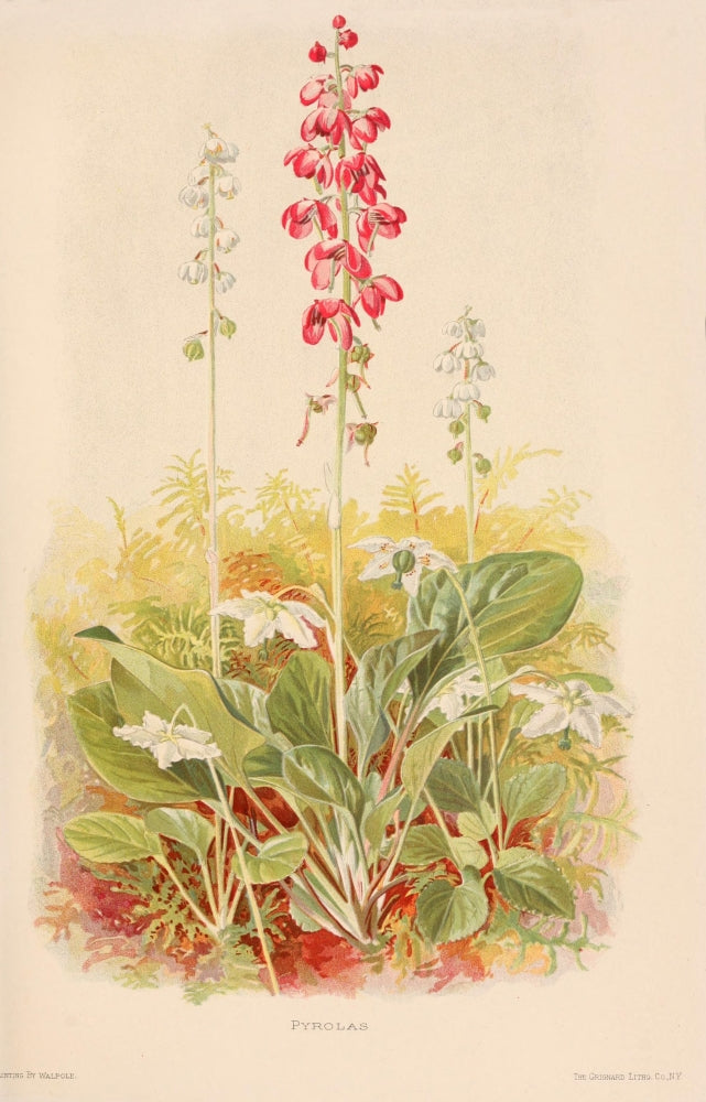 Harriman Alaska 1910 Pyrolas Poster Print by F.A. Walpole