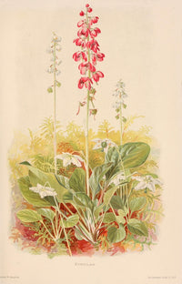Harriman Alaska 1910 Pyrolas Poster Print by F.A. Walpole