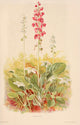 Harriman Alaska 1910 Pyrolas Poster Print by F.A. Walpole