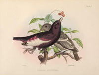 Exotic Ornithology 1869 Brazilian Pompadour-Cotinga Poster Print by J. Smit