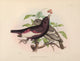 Exotic Ornithology 1869 Brazilian Pompadour-Cotinga Poster Print by J. Smit
