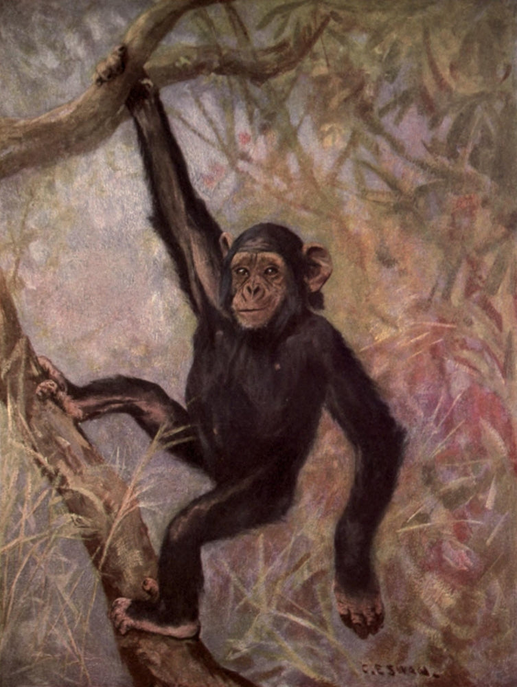 Wild Beasts of the World 1909 Chimpanzees Poster Print