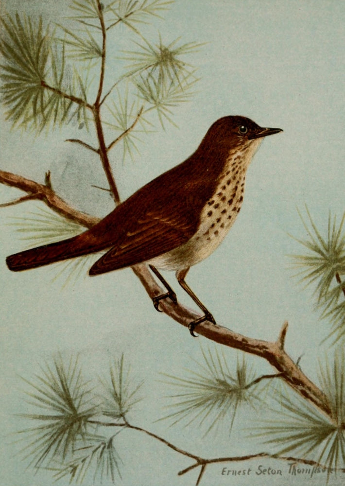Bird Life 1901 Hermit Thrush Poster Print by Ernest T. Seton