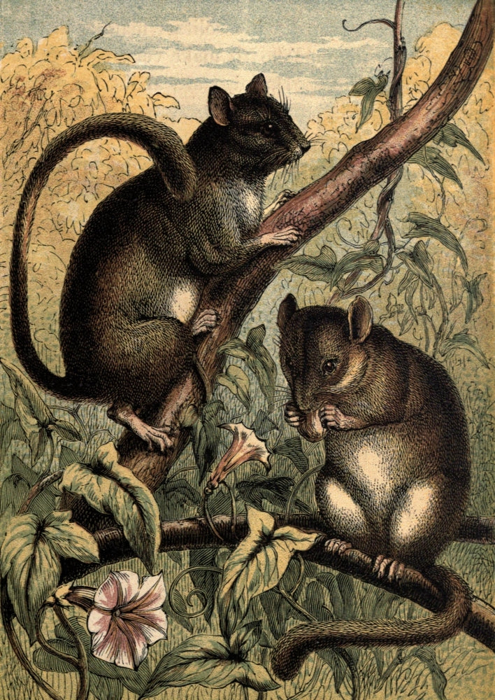 Tame Animals Dormouse Poster Print showcasing a whimsical dormouse.
