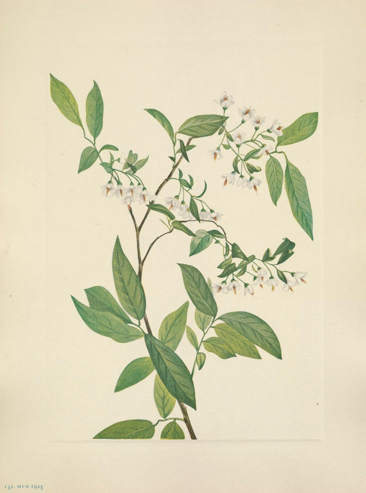 N. American Wild Flowers Deerberry Poster Print by Mary V. Walcott