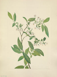 N. American Wild Flowers Deerberry Poster Print by Mary V. Walcott