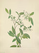N. American Wild Flowers Deerberry Poster Print by Mary V. Walcott